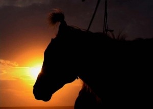 GERtoGER-GEOtourism-Mongolia-Nomadic-Naadam-Festival