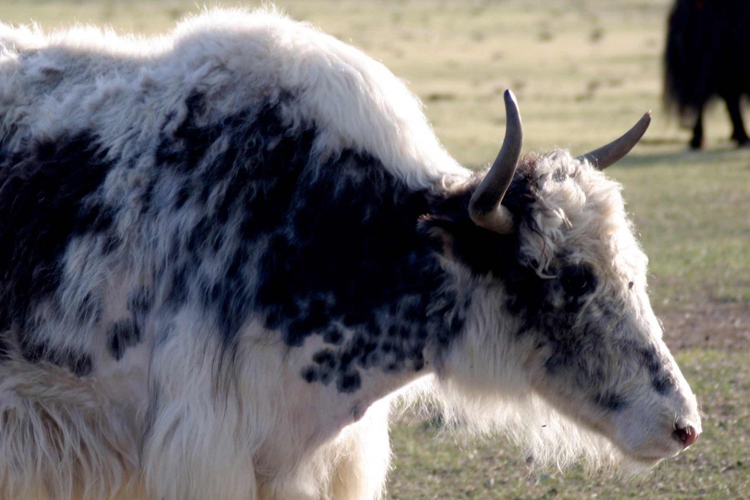 Mongolia's Yak Festival in July | GER TO GER GEOTOURISM MONGOLIA